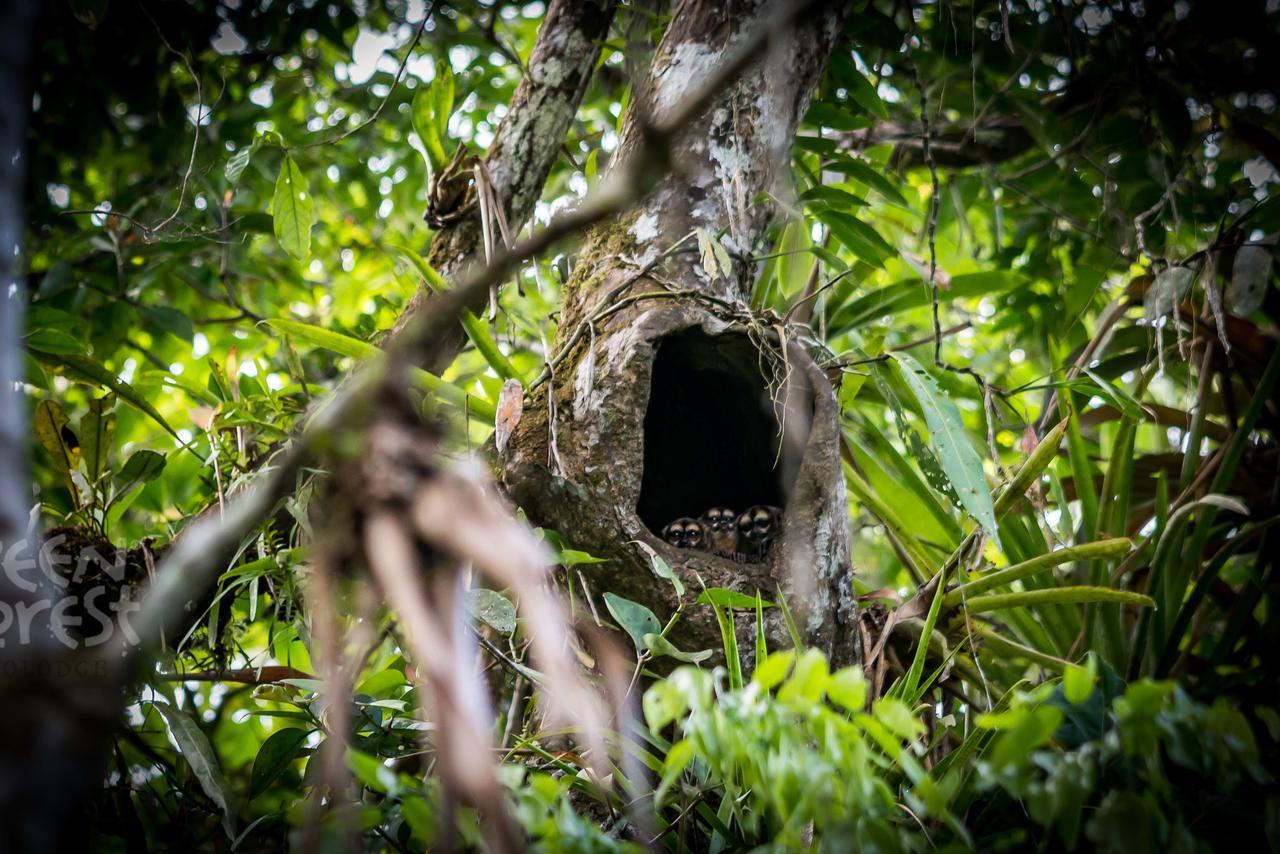 Green Forest Ecolodge Puerto Montufar Dış mekan fotoğraf