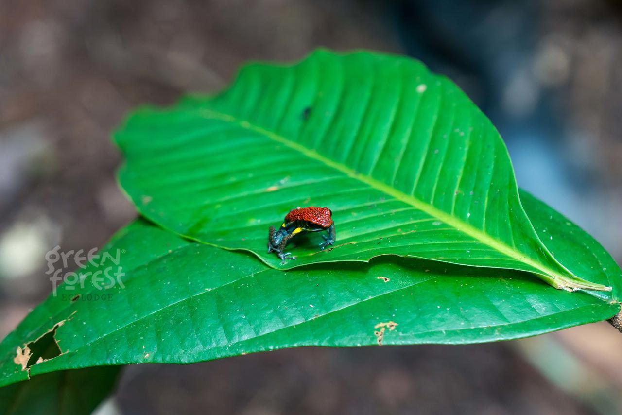 Green Forest Ecolodge Puerto Montufar Dış mekan fotoğraf