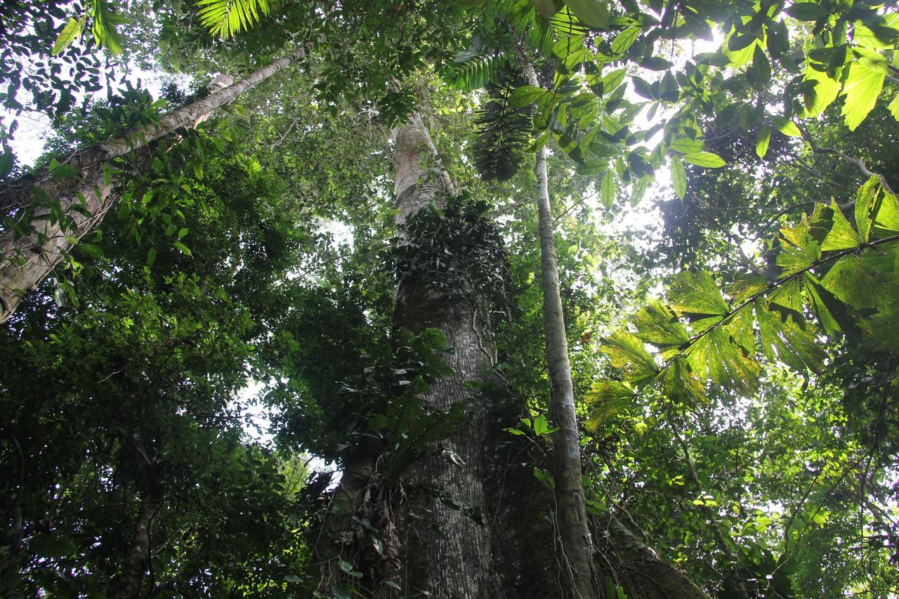 Green Forest Ecolodge Puerto Montufar Dış mekan fotoğraf